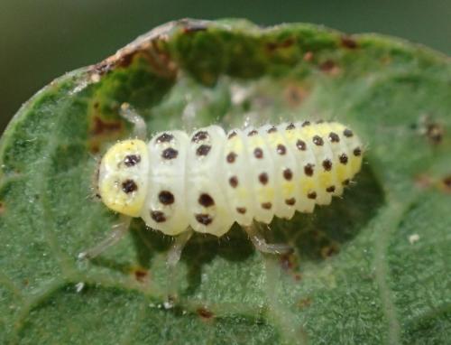 Vibidia duodecimguttata